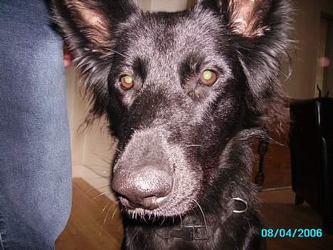 Schæferhund Mokka billede 6