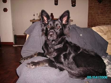 Schæferhund Mokka billede 7