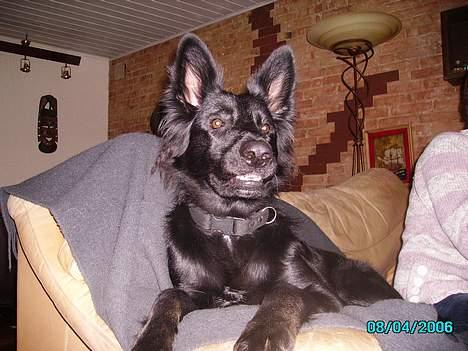 Schæferhund Mokka billede 8