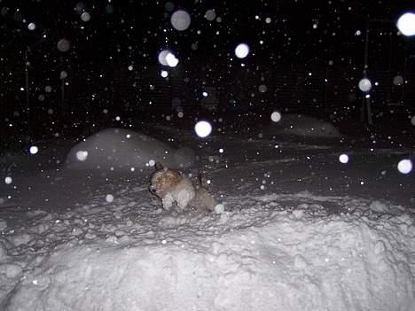 Petit basset griffon wendéen Viggo billede 7