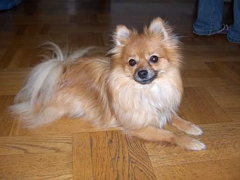 Pomeranian Kit  (betty) billede 1