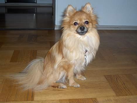Pomeranian Kit  (betty) billede 2