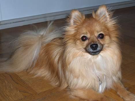 Pomeranian Kit  (betty) billede 3