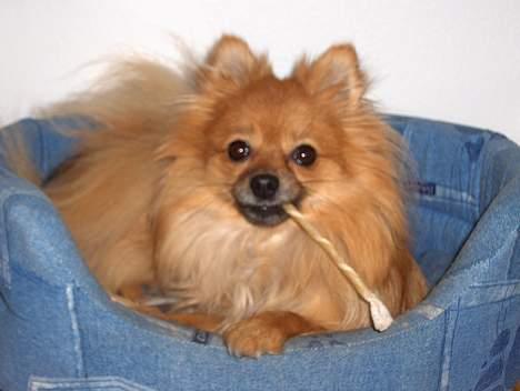 Pomeranian Kit  (betty) billede 4