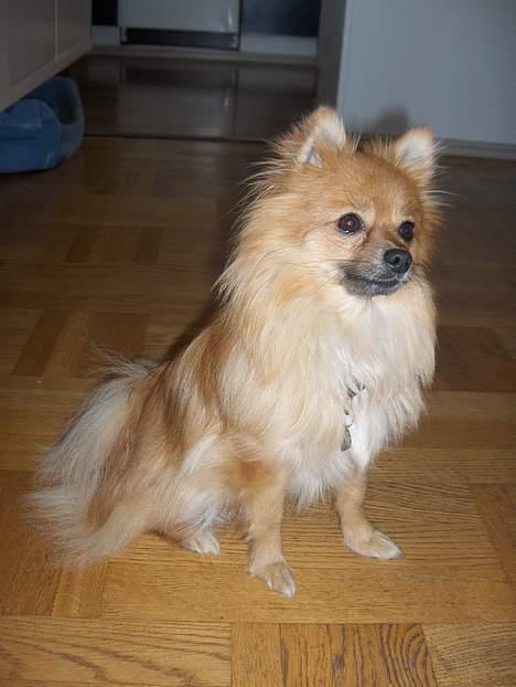 Pomeranian Kit  (betty) billede 5
