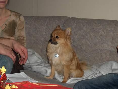 Pomeranian Kit  (betty) billede 6