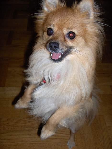 Pomeranian Kit  (betty) billede 7