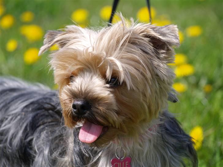 Yorkshire terrier Mette's Cille - Cille. billede 1