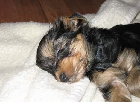 Yorkshire terrier Mette's Cille billede 2