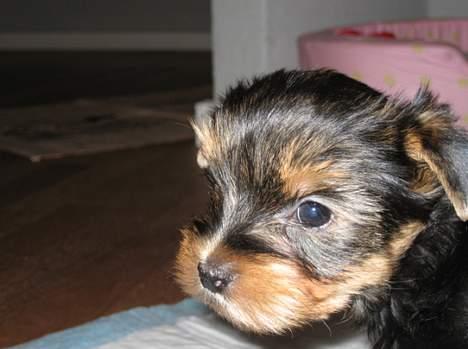 Yorkshire terrier Mette's Cille - Flotte ... billede 3