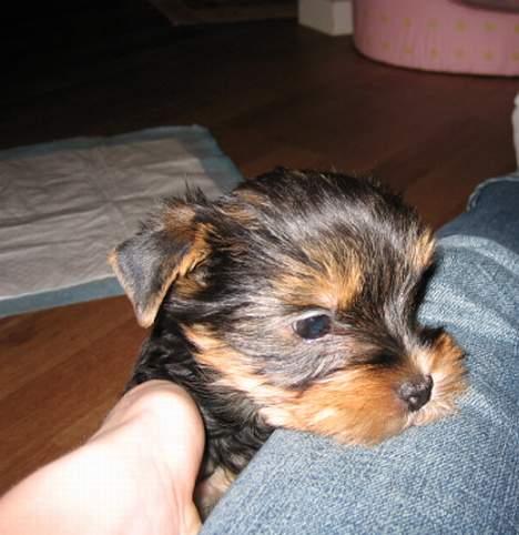 Yorkshire terrier Mette's Cille billede 4