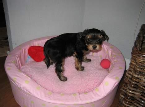 Yorkshire terrier Mette's Cille billede 5