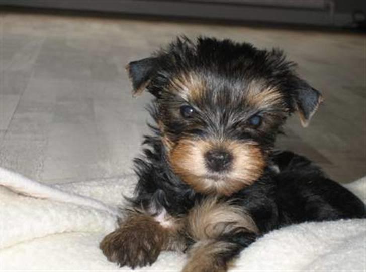 Yorkshire terrier Mette's Cille billede 6