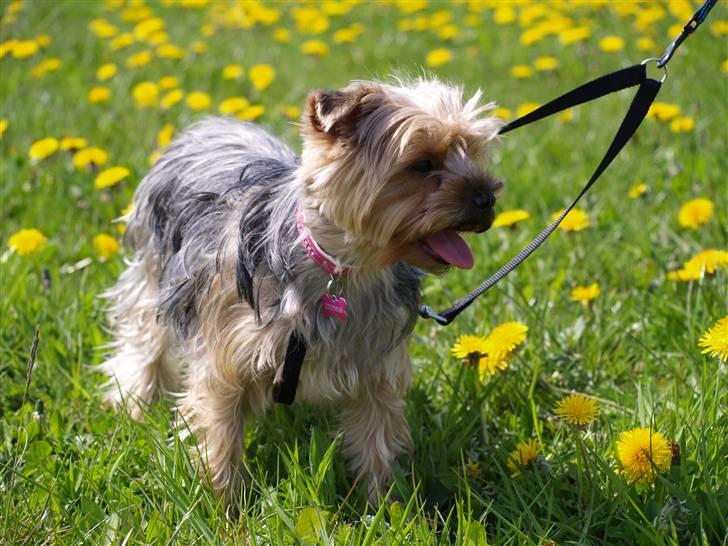 Yorkshire terrier Mette's Cille billede 7