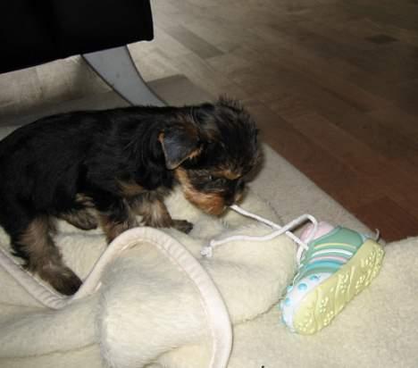 Yorkshire terrier Mette's Cille - Leger med min elskede sko ! billede 8