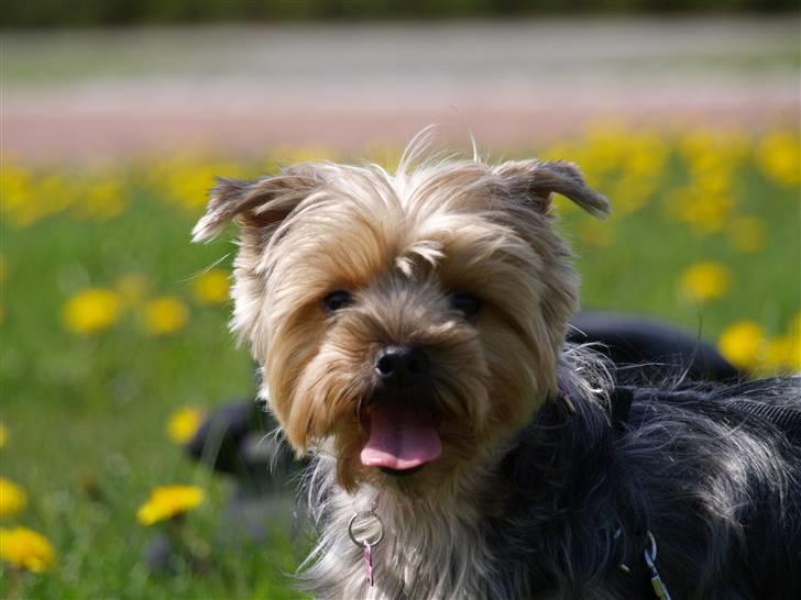 Yorkshire terrier Mette's Cille billede 9