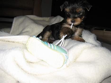 Yorkshire terrier Mette's Cille billede 10