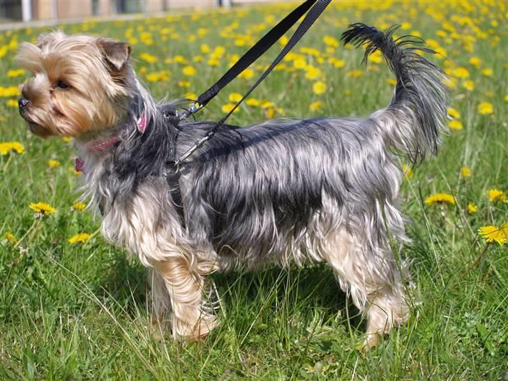 Yorkshire terrier Mette's Cille billede 12