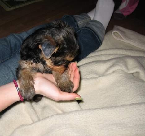 Yorkshire terrier Mette's Cille billede 13