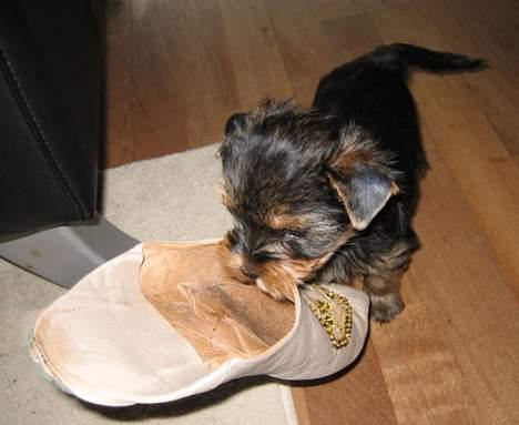 Yorkshire terrier Mette's Cille billede 14