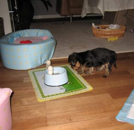 Yorkshire terrier Mette's Cille billede 16