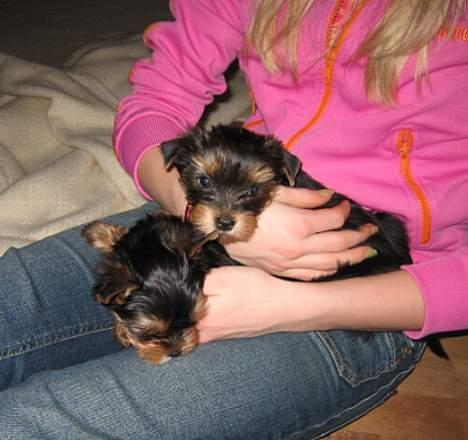 Yorkshire terrier Mette's Cille billede 17