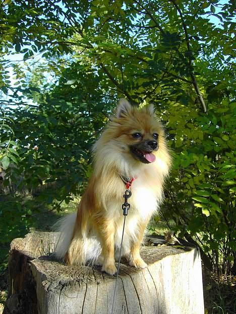 Pomeranian Kit  (betty) billede 8