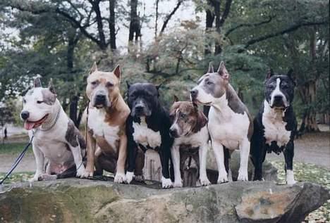 Amerikansk staffordshire terrier Blue R.I.P - Blues far nr.2 fra venstre og hendes mor nr.2 fra højer :D billede 5