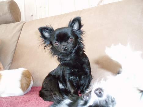 Chihuahua dina billede 1