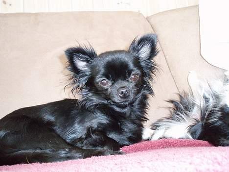 Chihuahua dina billede 2