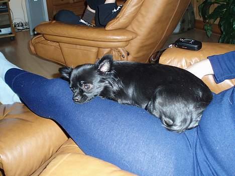 Chihuahua dina billede 3