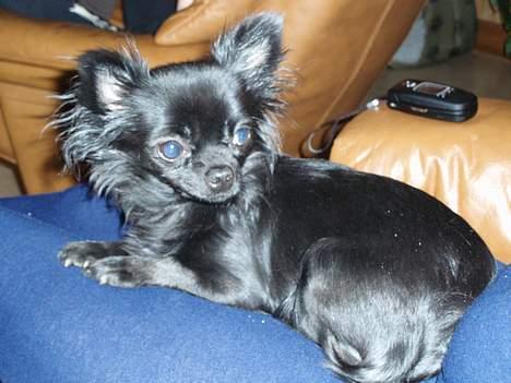 Chihuahua dina billede 4