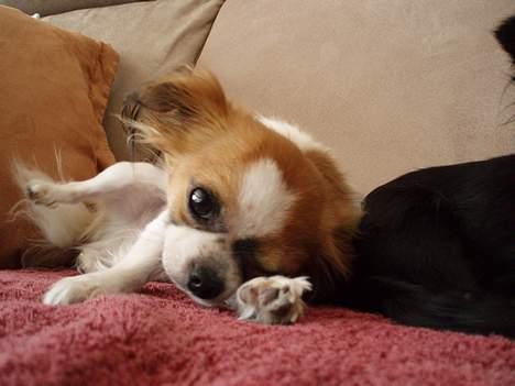 Chihuahua NERO billede 1