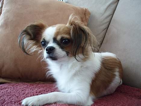 Chihuahua NERO billede 2