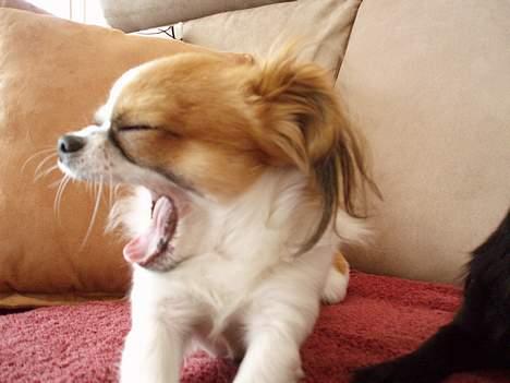 Chihuahua NERO billede 3