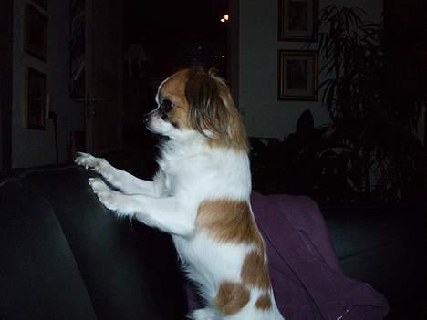 Chihuahua NERO billede 4