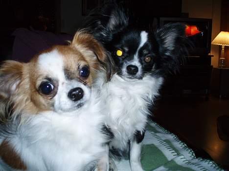 Chihuahua NERO billede 5