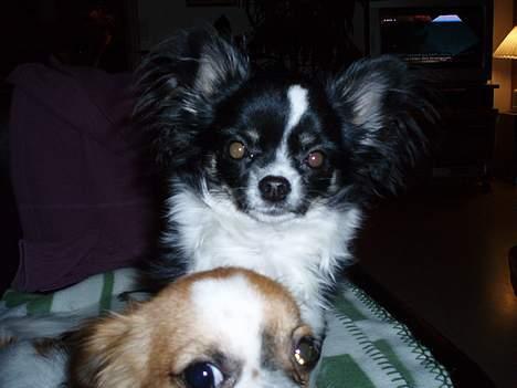 Chihuahua NERO - det er mig der skal være der ikk dig  billede 6