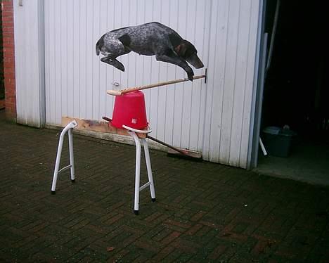 Korthåret hønsehund Betty  R.I.P<3 - hop, si´r det og jeg er skide go´ si´r sine billede 4