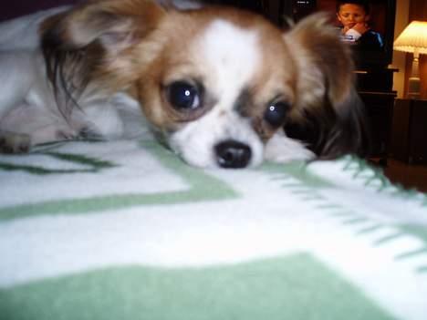 Chihuahua NERO billede 7