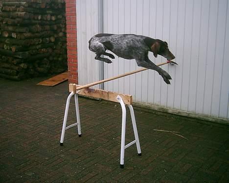 Korthåret hønsehund Betty  R.I.P<3 - hop hop billede 5