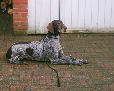 Korthåret hønsehund Betty  R.I.P<3 - dække, kan jeg også billede 6