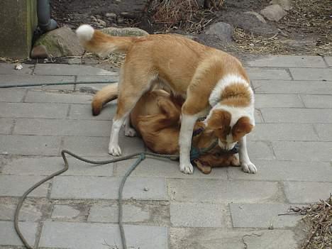 Blanding af racer Mille - Grrrr... nu har jeg dig.. billede 9