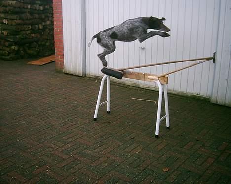 Korthåret hønsehund Betty  R.I.P<3 - hop, igen igen billede 7