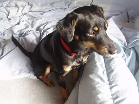 Blanding af racer Mokka billede 14