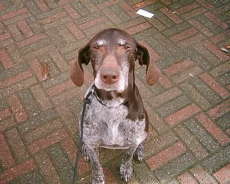 Korthåret hønsehund Betty  R.I.P<3 - ser jeg ikk bare dejlig ud, jeg sidder og nyder at jeg er filmstjerne,.,,..<3 billede 8