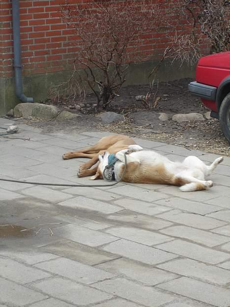 Blanding af racer Mille - zzzzz....... så blev der endlig ro! billede 10