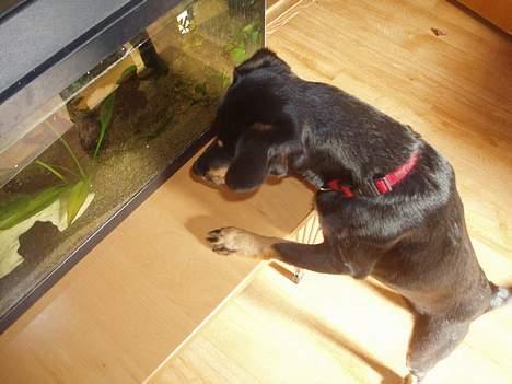 Blanding af racer Mokka billede 15