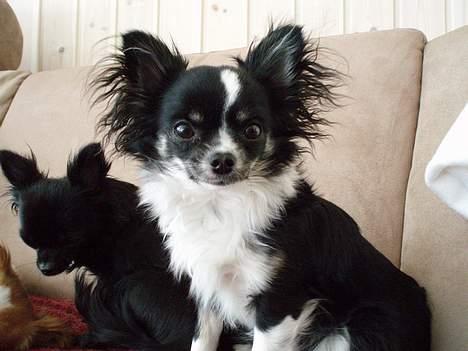 Chihuahua Malli billede 1