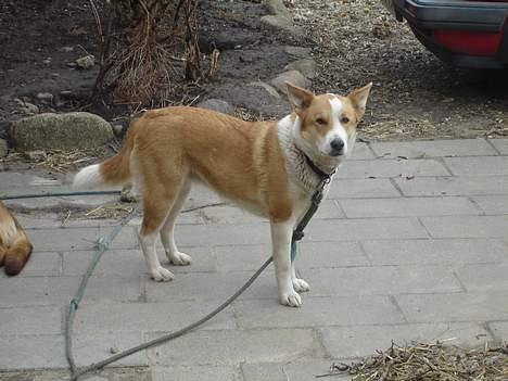 Blanding af racer Mille - Hvem der...... billede 11